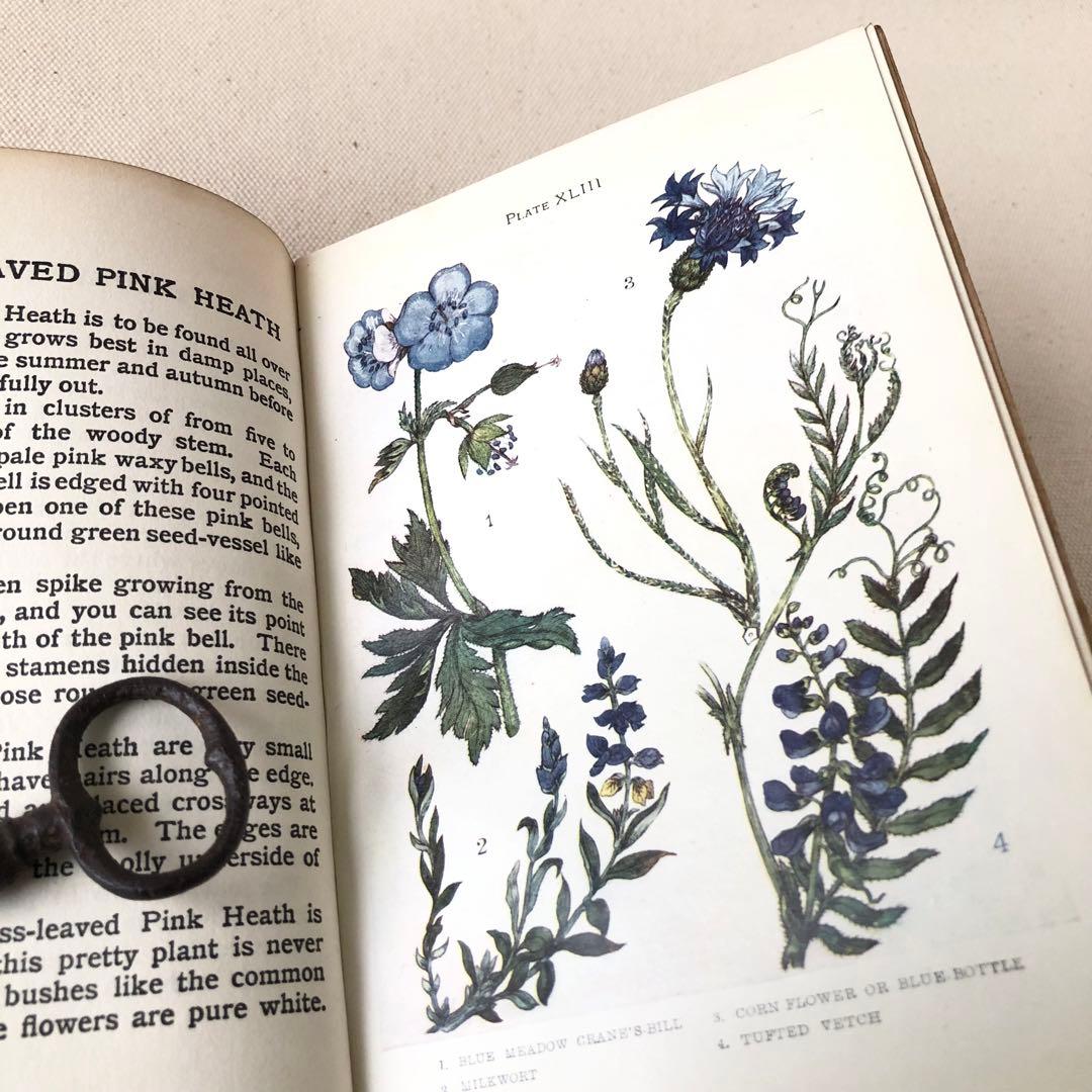 1900年代初期版！ イギリスの希少なアンティーク植物図鑑 花の図鑑