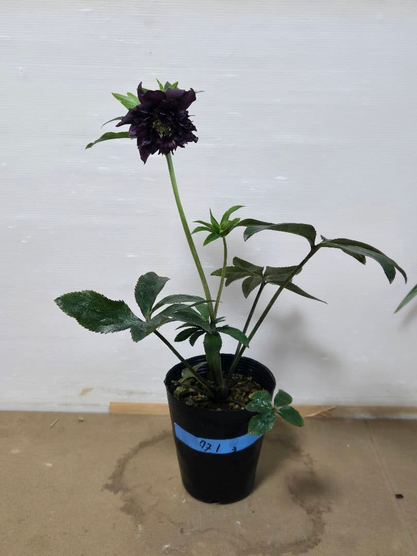 ☆クリスマスローズ☆多弁 変わり咲き☆5号鉢☆ - メルカリ