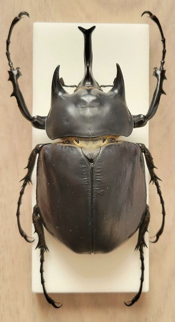 標本 フレンチギアナ産 アクティオンゾウカブト 昆虫標本 - メルカリ