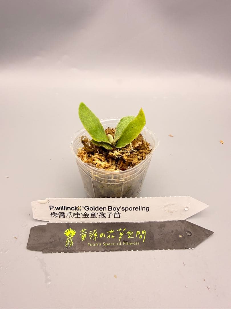 ビカクシダ P.willinckii Golden Boy sporeling - メルカリ