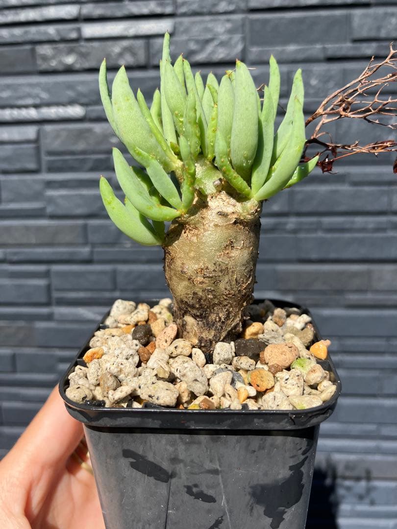 チレコドン　レティキュラータス　万物想　実生苗　開花株 園芸ネット本店｜[ザ・ファームセレクト]チレコドン：レティキュラー