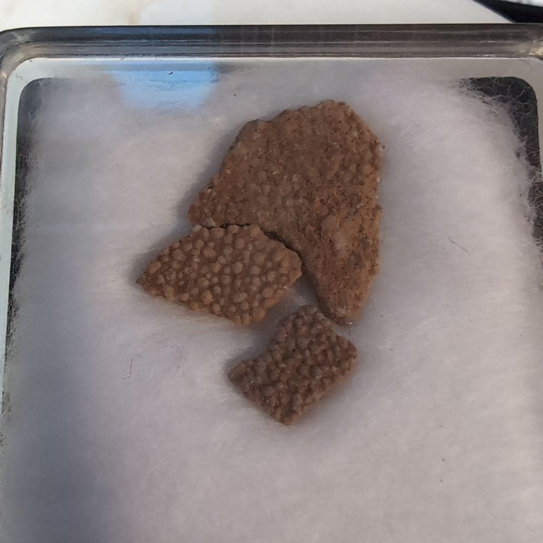 本物 恐竜 ヒプセロサウルスの卵殻の化石 フランス ラベルケース付き