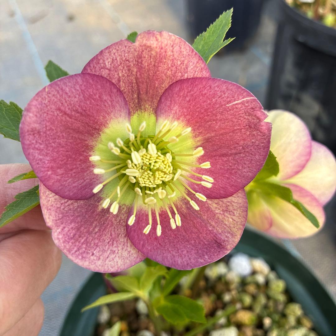 クリスマスローズ リバーシブル グリーンフラッシュ 6寸 - メルカリ