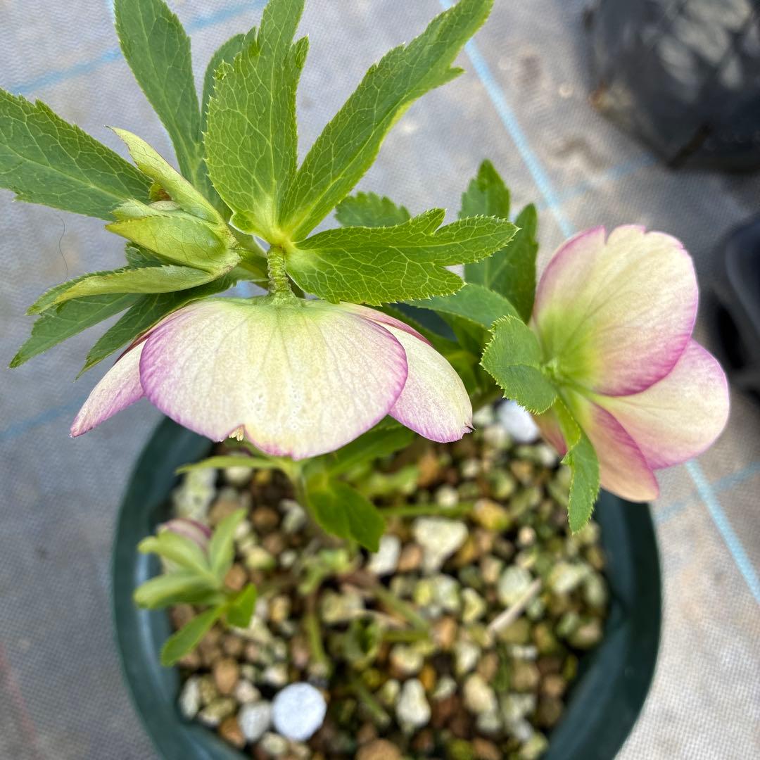 クリスマスローズ リバーシブル グリーンフラッシュ 6寸 - メルカリ