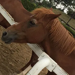 美品 BURST 2002年11月号 vol.59 鳥肌実特集 - メルカリ