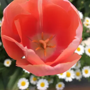 廃番）レイジー•スーザン フォーレ オードトワレ 100ml - メルカリ