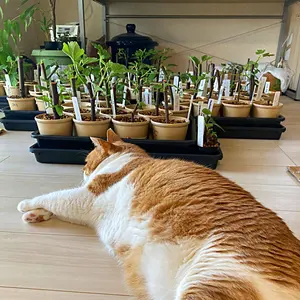 Panino パニーノ 穂木 イチジク - メルカリ