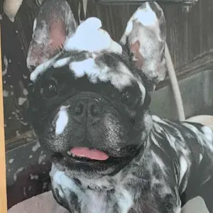 Adoのベストアルバム クッション O賞 200枚限定 未開封 未使用 懸賞