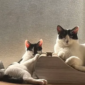 郵便局限定デザイン 2025年ロサンゼルス・ドジャース スヌーピー