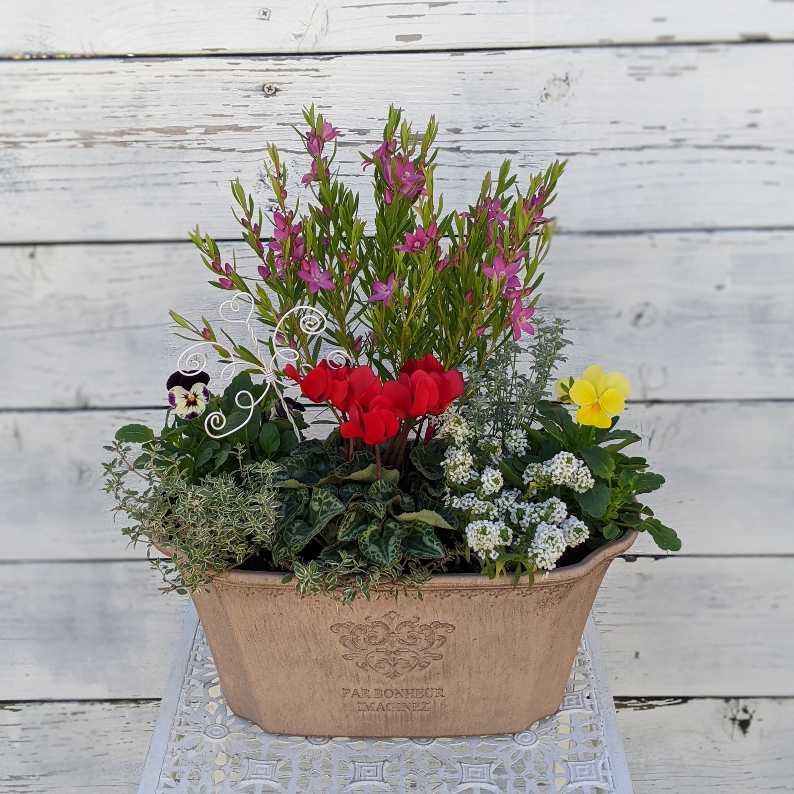 🌸季節の寄せ植え♪サザンクロスとガーデニングシクラメン - 🌿ログ