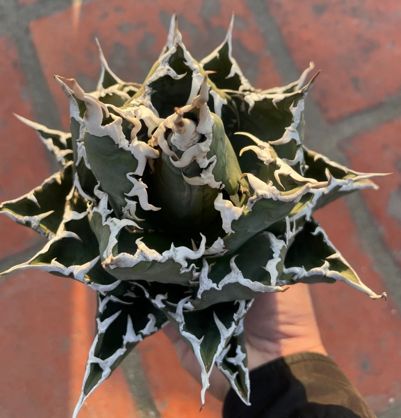 多肉植物アガベ チタノタ 白鯨縞斑極上株 アガベ 白鯨」の人気商品一覧 Z77