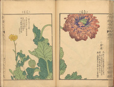 幸野楳嶺が描く「千種の花」：日本花卉文化の精髄と未来への継承