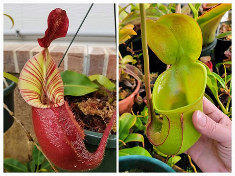 N. veitchii 'Geoff Wong' x ephippiata | Nepenthesgod Plants