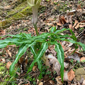 テンナンショウ図鑑 | Plants-Axis