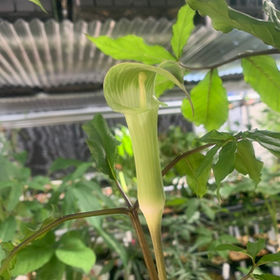 テンナンショウ図鑑 | Plants-Axis