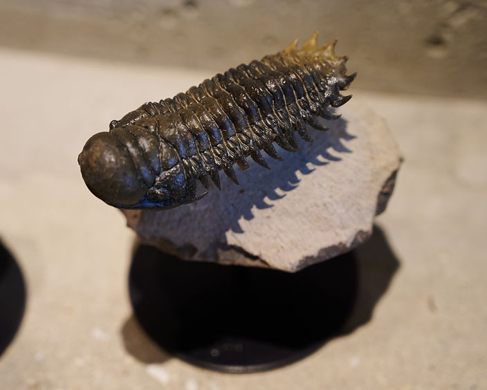 商品紹介】三葉虫 クロタロセファルスの実物化石（古生代デボン紀