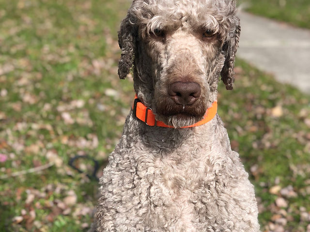 Males | Parson Standards