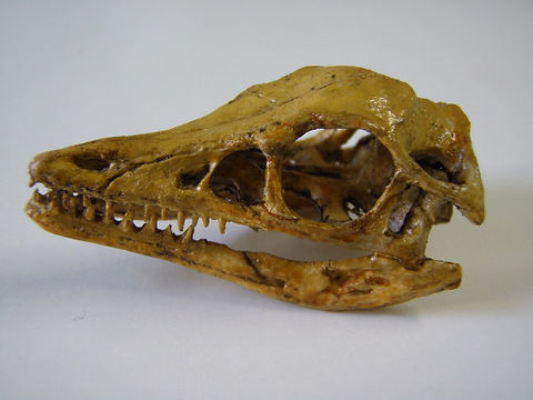 始祖鳥頭骨レプリカ | paleo-science