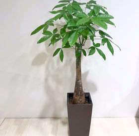 パキラの育て方 | 観葉植物 ボタニカルラウンジ