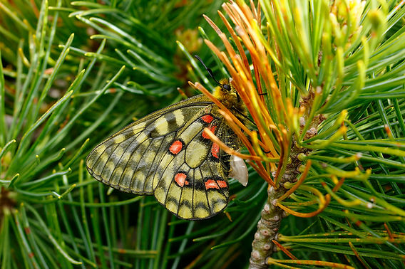 北の国から2025夏 －大雪山ウスバキチョウ編－