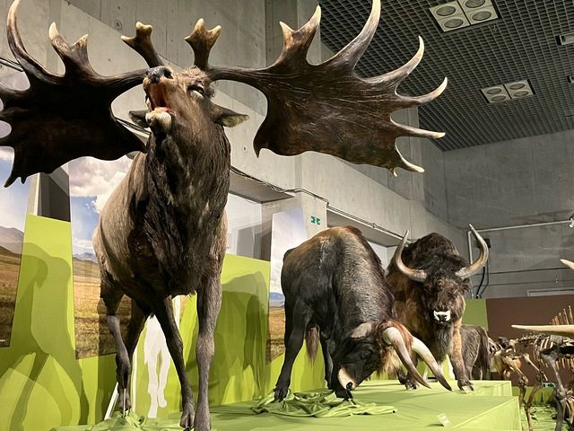 今も氷河期を生きる私たち 人類のはじまりにタイムスリップ「氷河期展