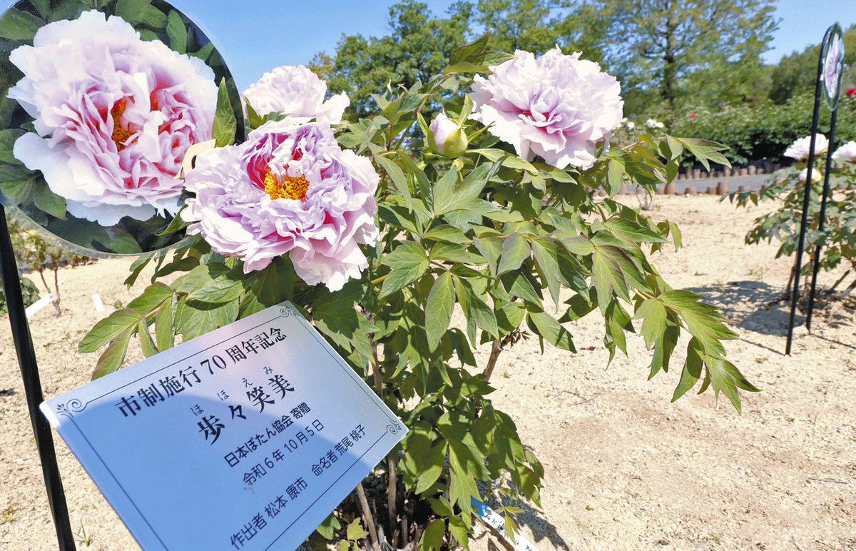 ここだけのボタン華やかに 東松山ぼたん園 新品種「歩々笑美」が開花