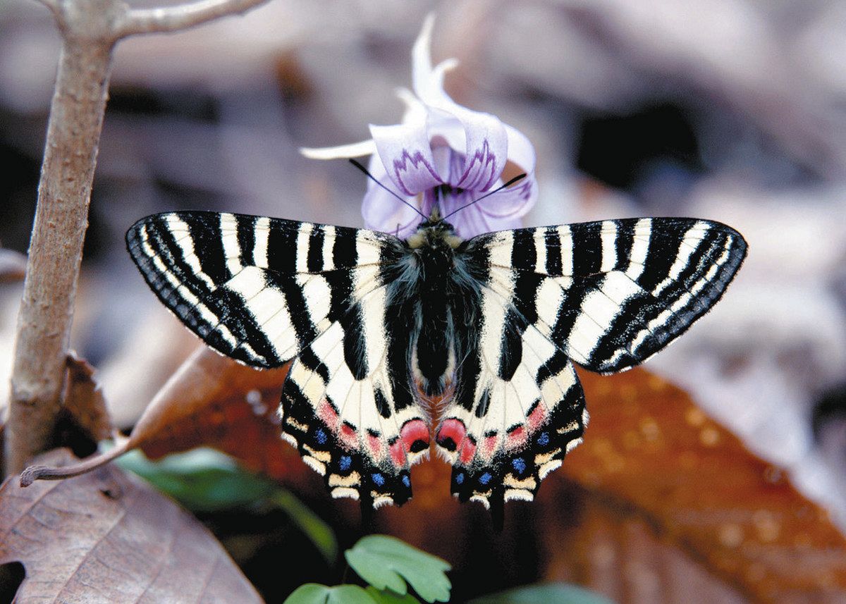渋川市 赤城山に生息の絶滅危惧種 ヒメギフチョウ緊急保護策実施 シカ
