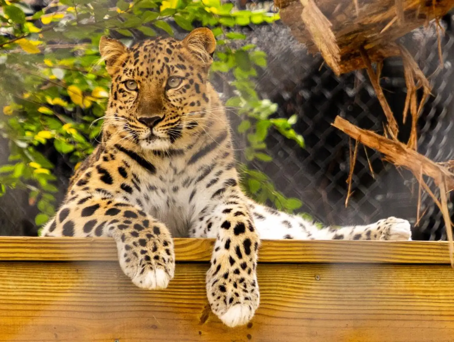 Central Florida Zoo & Botanical Gardens unveils new habitat for