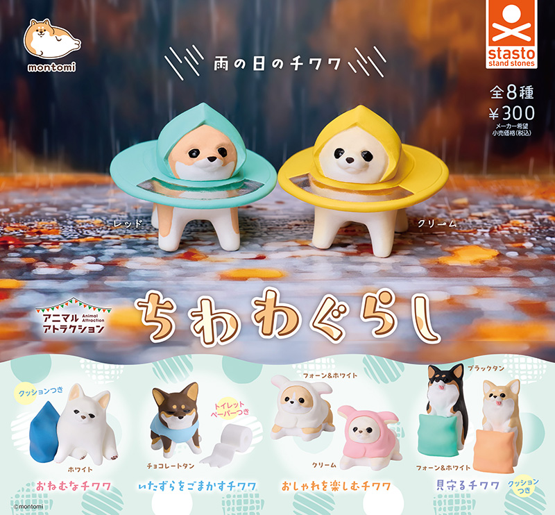 standstones ちわわぐらし