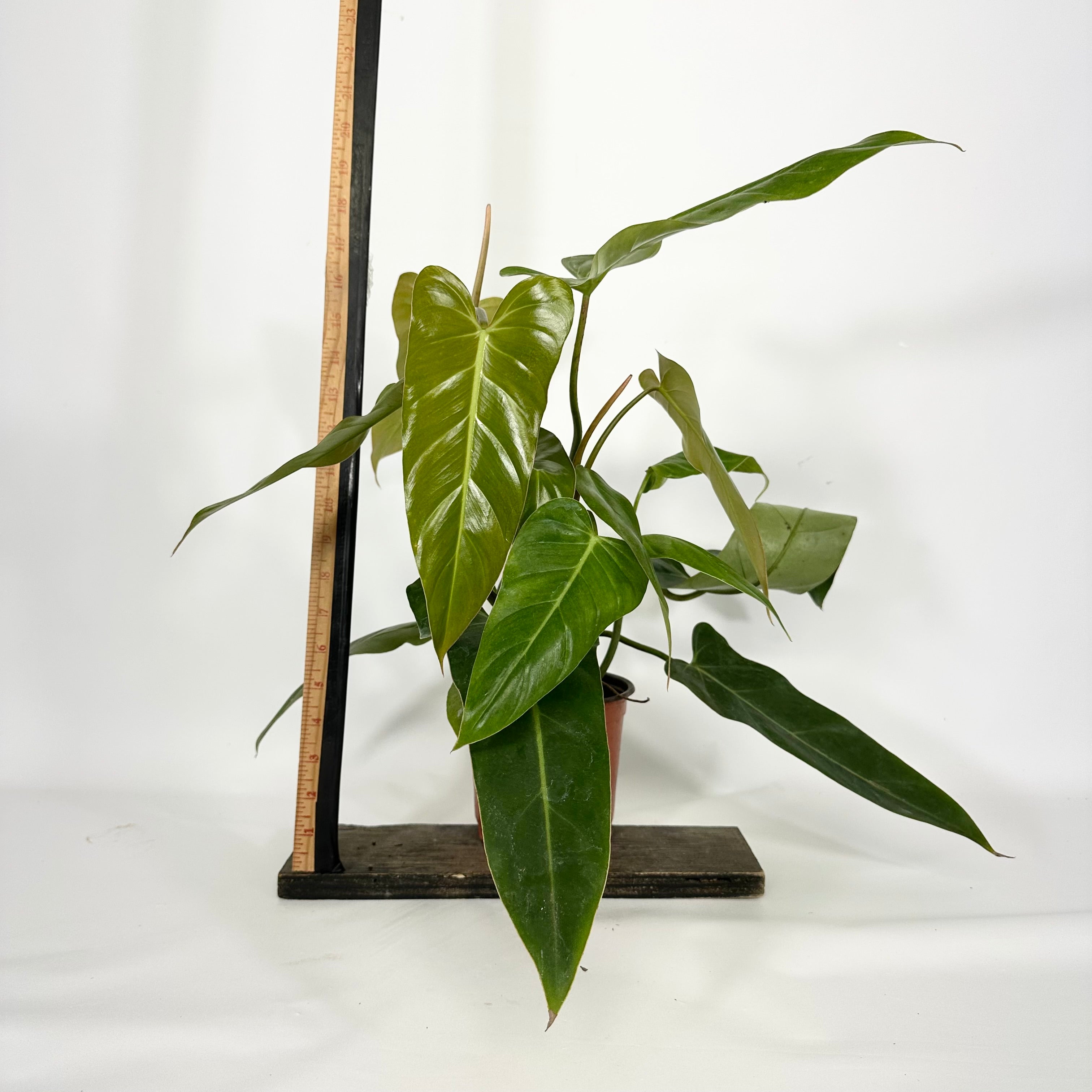 Z-4577 - Philodendron bernardopazii (Non-TC) – Steve's Leaves