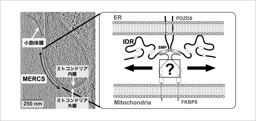 公募研究（2024-2025年度） | 学術変革領域研究(A) クロススケール新