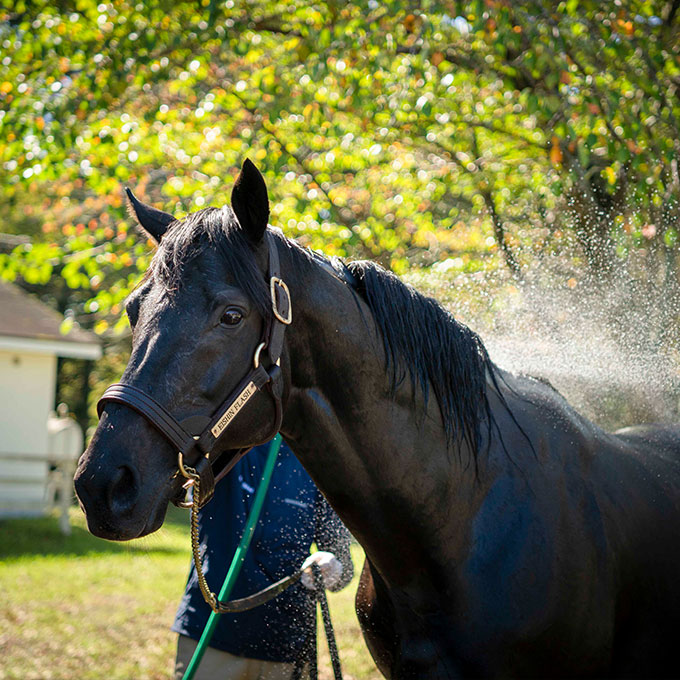 ギャラリー | LEX STUD（レックススタッド）