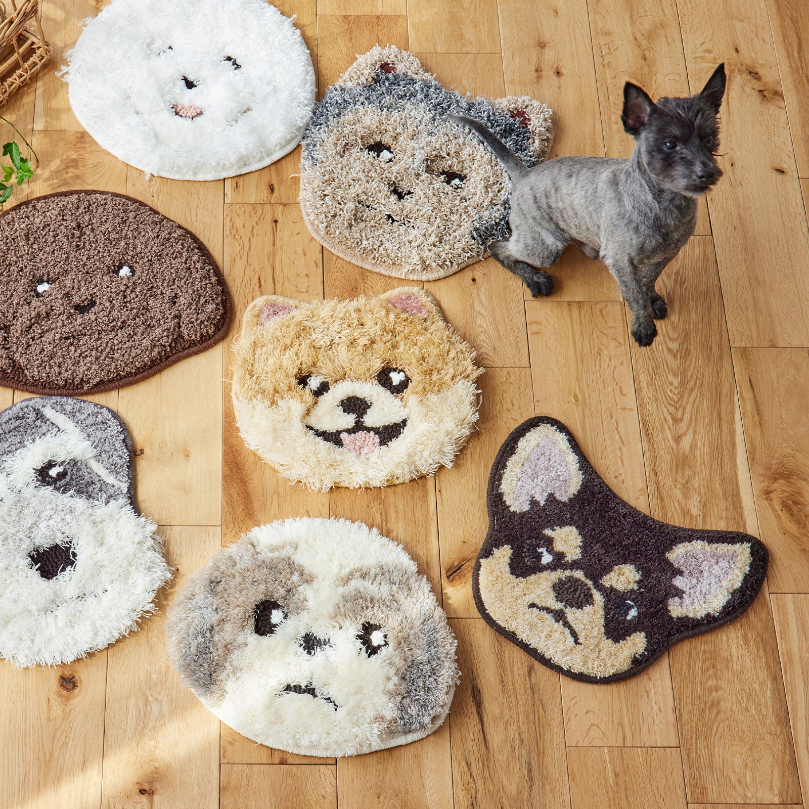 INUKAO / イヌカオ (#50 チワワ)｜株式会社スミノエ インテリア