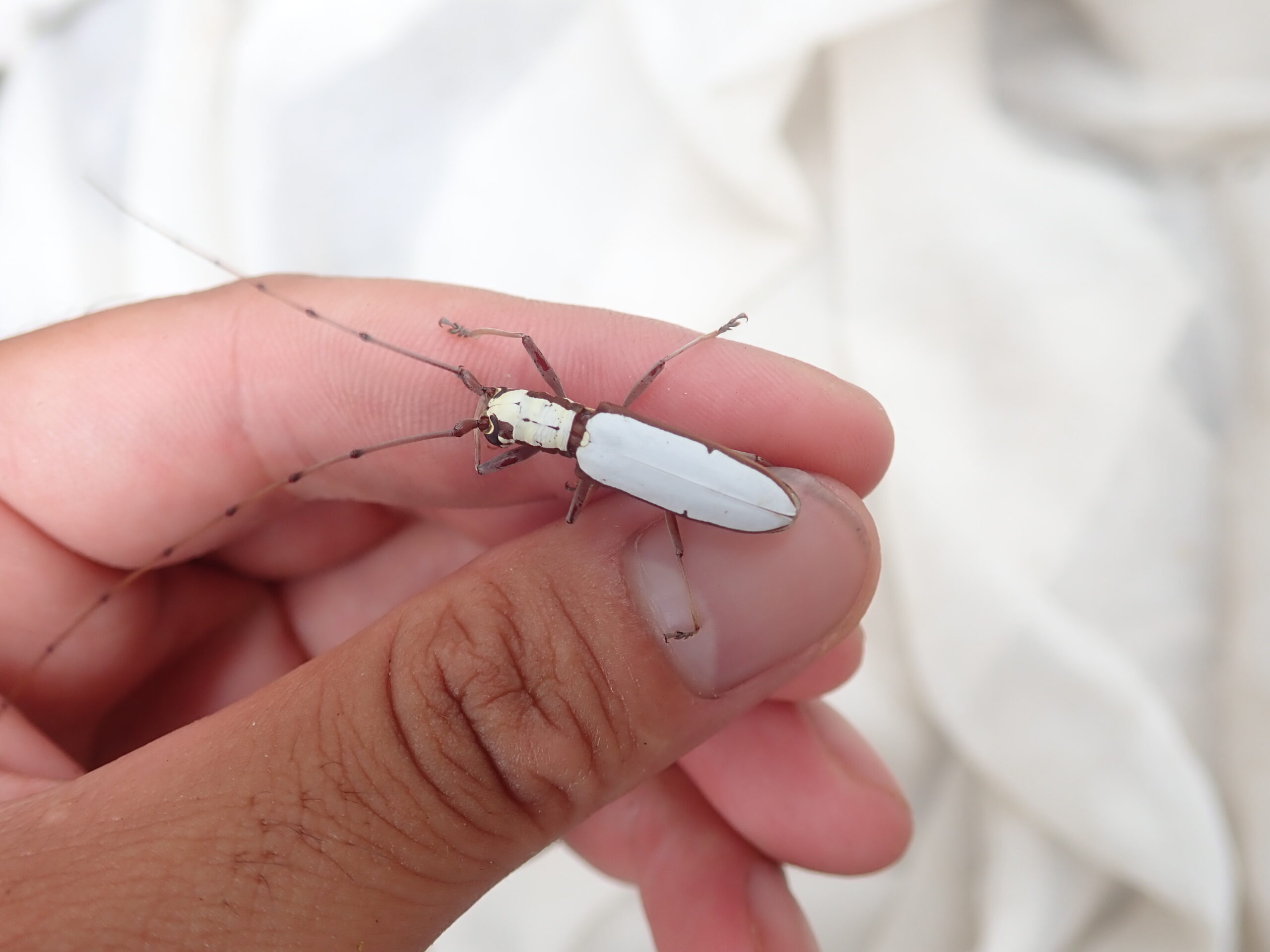 虫にぃにぃの台湾旅行 〜昼の虫採り編〜 - 西表島カヌー・トレッキング