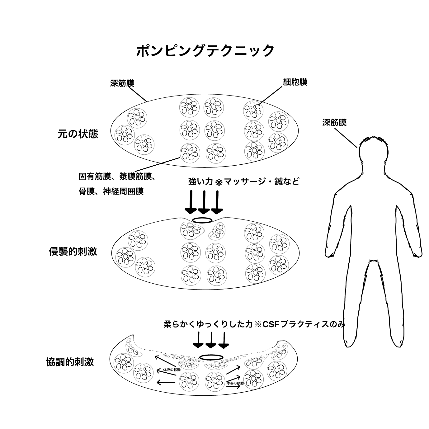 脳脊髄液調整法（CSFプラクティス） – さんさん整骨院 阪急神戸線 神崎