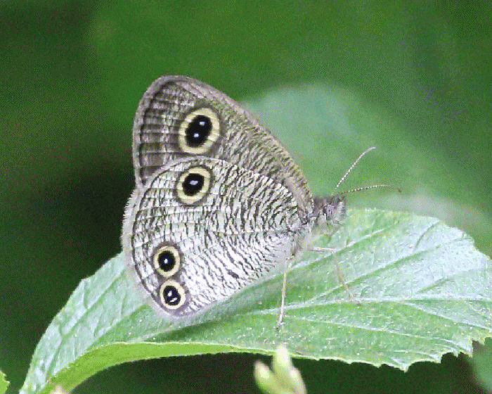 ☆『まみふぁ☆ムラサキシキブジャノメチョウ ♂標本 ☆『まみふぁ