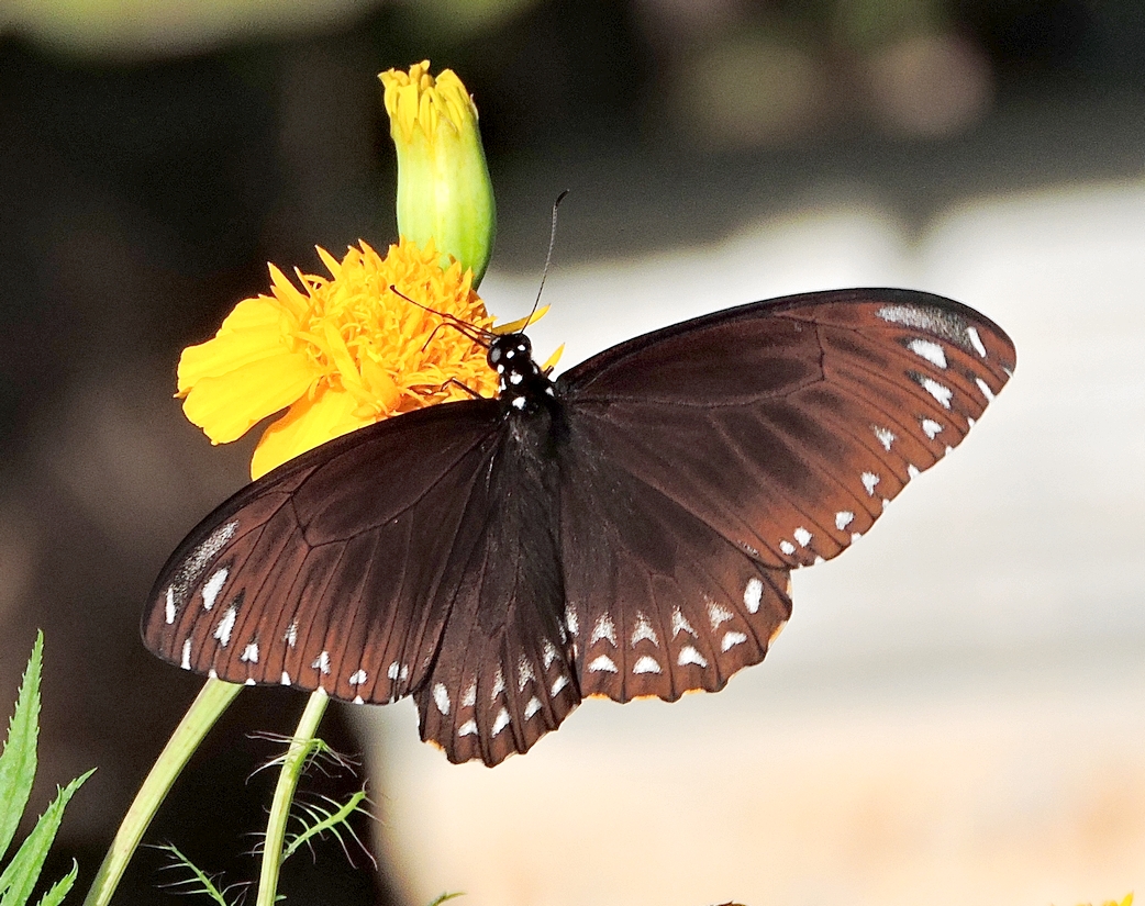 ag-kiberi2-20250912-kaoyai-