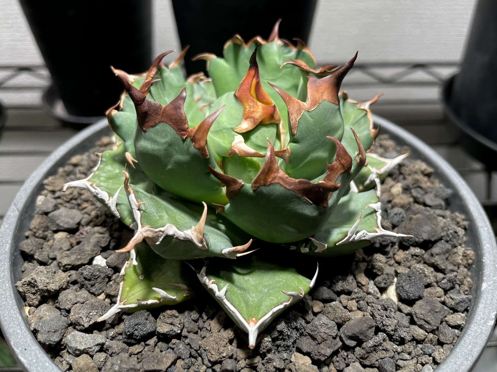 秘蔵 チタノタ「スーパー麻花」超ブツブツ SUPER MaHua 超短葉 秘蔵