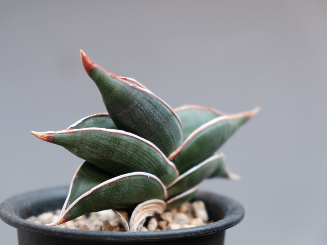 サンスベリア ロリダ / 成長遅いなりにゆっくり育てて楽しめる