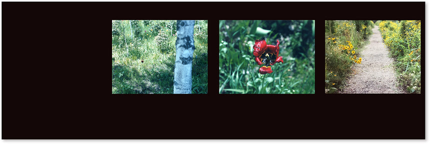 Étude Risaku Suzuki (鈴木理策) – SUPER LABO