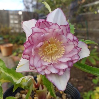 加藤農園 - クリスマスローズ・多肉shop 涼花(SUZUKA)