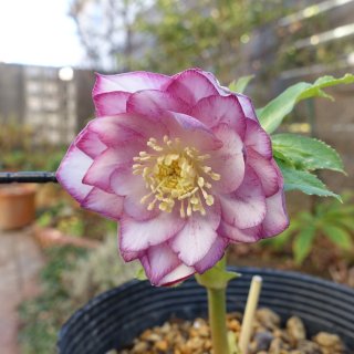 多弁リバーシブルdd クリスマスローズ 開花株 加藤農園 苗 現品 匿名