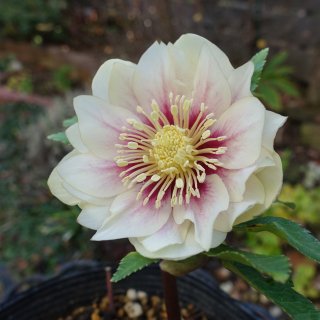 加藤農園 - クリスマスローズ・多肉shop 涼花(SUZUKA)