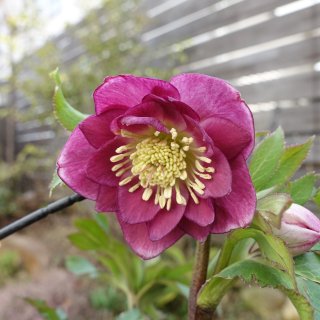 ウィンターシンフォニー