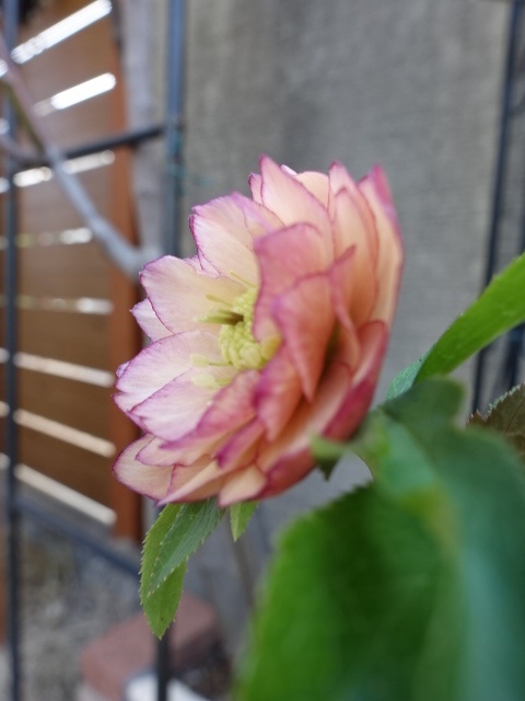 ウィンターシンフォニー dd アプリコットピンク 多弁タイプ 多花