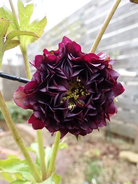 広瀬園芸 dd ダーククレオパトラ 超多花 - クリスマスローズ・多肉shop