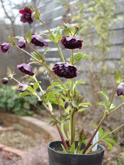 広瀬園芸 dd ダーククレオパトラ 超多花 - クリスマスローズ・多肉shop