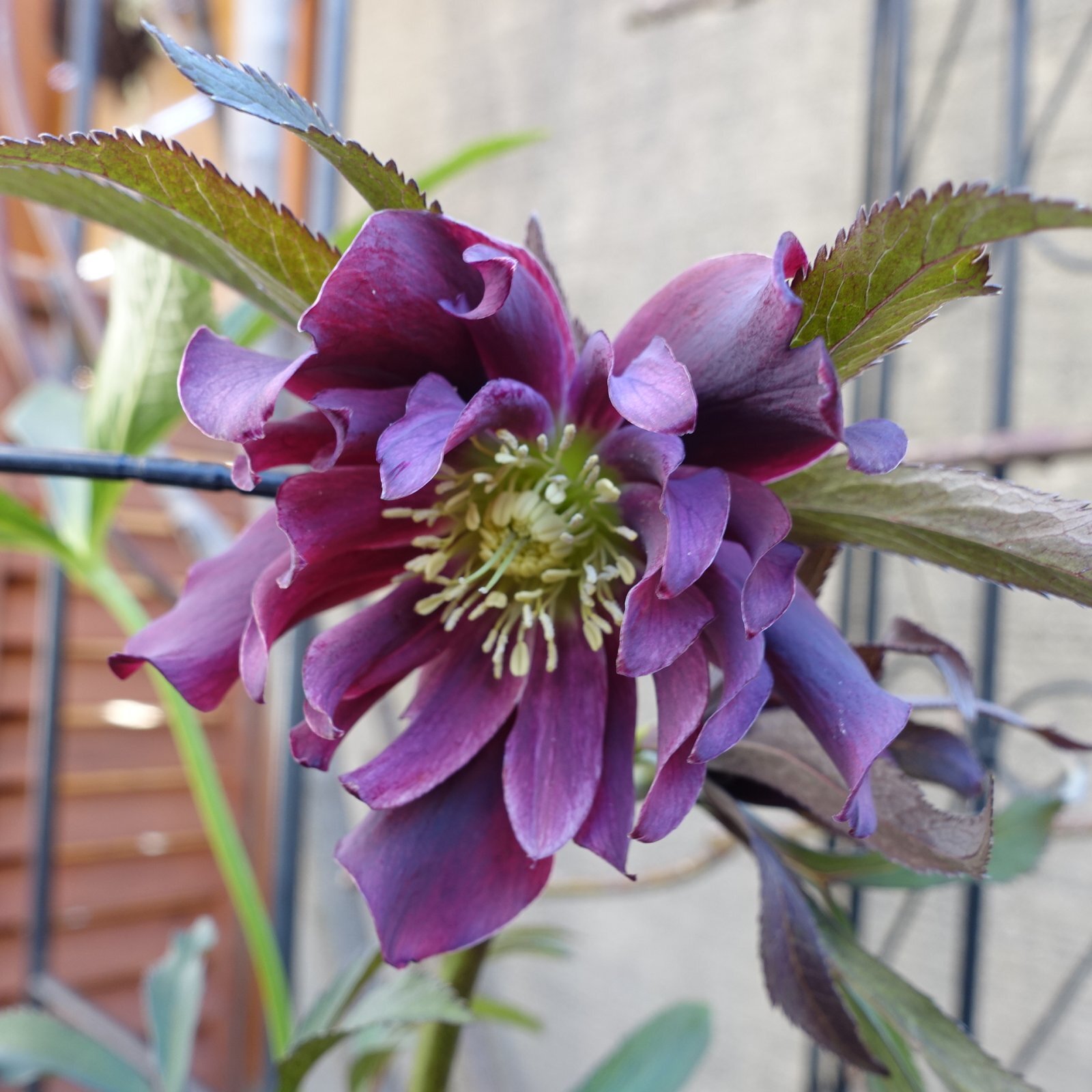 ウィンターシンフォニー dd HEXE（ヘックス）ブラックパープル