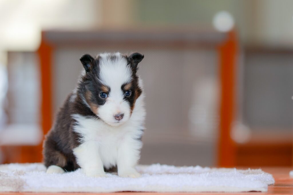 シェルティポメラニアン繁殖_販売_静岡県掛川市・ブリーダー鈴木農園で
