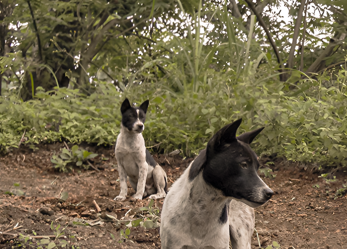 Bali Animal Welfare Association